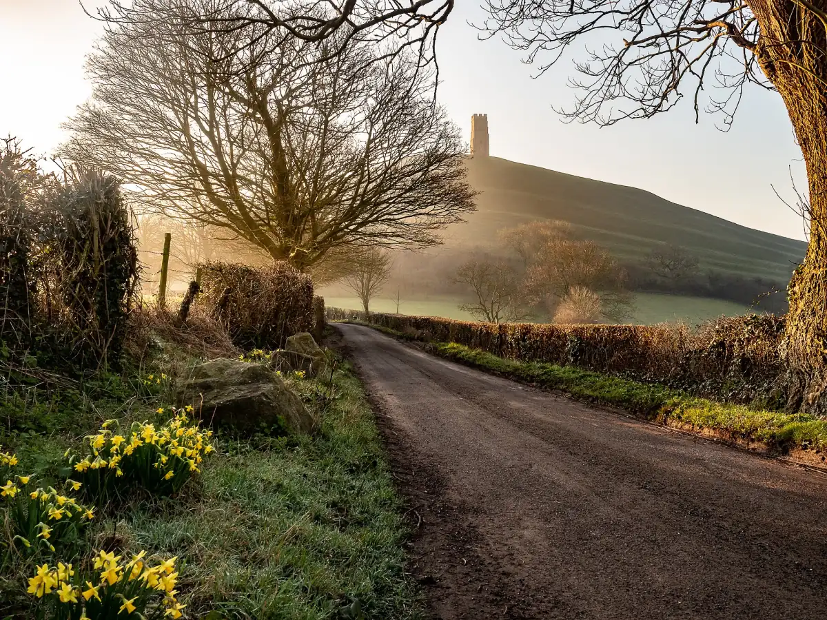 Glastonbury Tor above a lane with daffodils